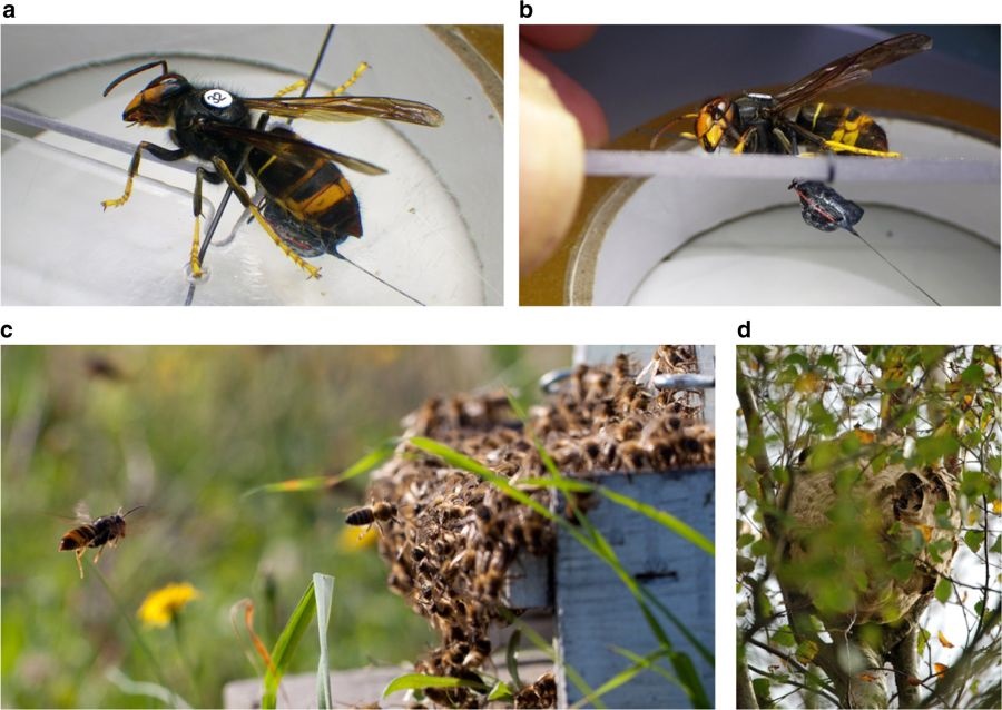 Vespa velutina workers were caught when hovering outside of bee hives, foraging around plants for nectar or honeydew, or at bait stations, were then fitted with VHF radio-telemetry tags. They were then released near their point of capture and tracked to their nests. (a) Worker hornet restrained to a Perspex plate while attaching the tag. (b) Side view tag. (c) Asian hornet “hawking” outside of a honeybee hive in France. (d) Vespa velutina nest in a Silver birch, Jersey. Photographs by P. Kennedy and K. Monceau